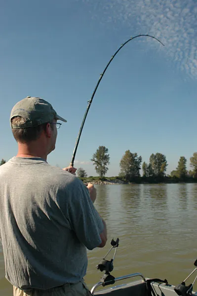 Bend - A sturgeon will put a bend in any rod. And yes, this is a baitcasting rod! The Global Baitfisher strikes again!