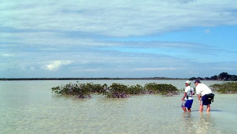 Lagoon - In the lagoon, scouting for bones.