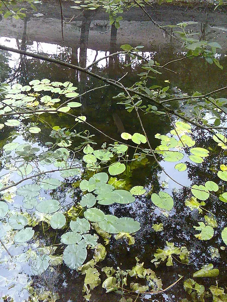 Lurking pike -