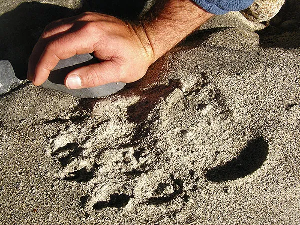 Papa bear was here - This track is probably just from a "small" black bear and not a grizzly. We saw plenty fresh tracks of both bear, wolf and moose but no trace of the animals during our trip.