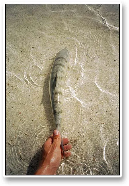 Bonefish! - A bonefish on its way back to freedom.