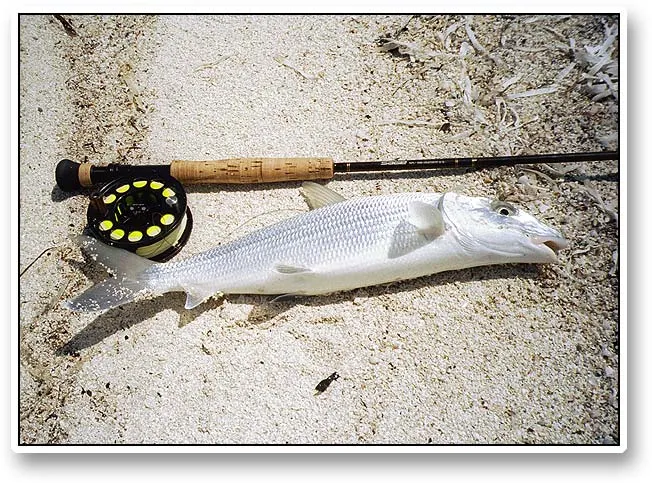 A decent bone - An absolutely decent bonefish struggeling on the sand just prior to its release.
