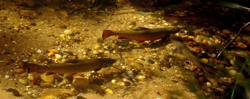 Fishing in New York Gallery - Brookies, Long Island, NY