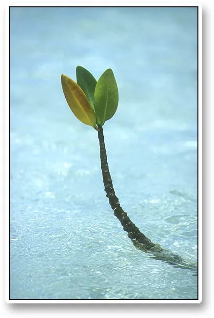 Mangrove spruce - The mangrove trees are fascinating, able to not only survive, but also thrive in this strange environment of salt water, sun and coral sand or mud.