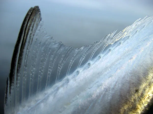 Glassy - The dorsal fin of a garfish is almost as clear as glass.