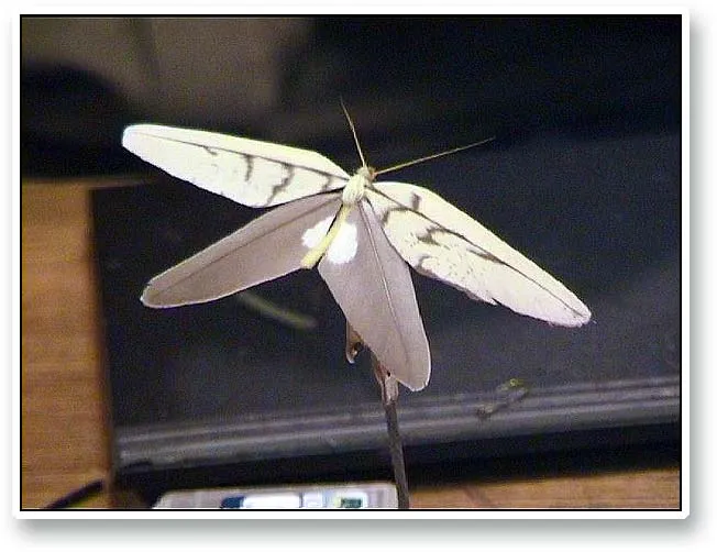 Butterfly - A fantastic butterfly tied by Gregory Verviers