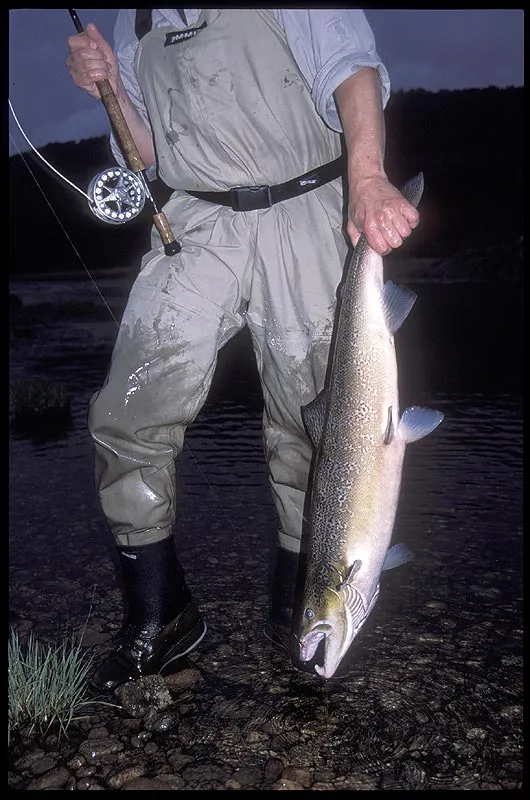 By the tail - The easiest way to land these fish is by grabbing their tail. Do not do this to fish, which are to be released again.