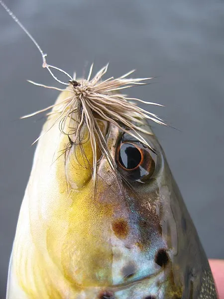 Skating caddis - The mountain lake fish loved the fast, skating caddis on the windswept surface.