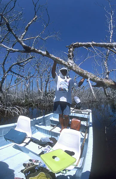 In the mangroves - This is when we really go into the mangrove canals. And do we fish in here? Yes, sure! It takes some trick casting, and figthing a fish is close to impossible, but it's fun.