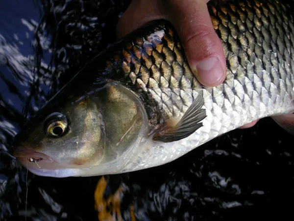Large scales - The typical, large scales on the brassy chub.