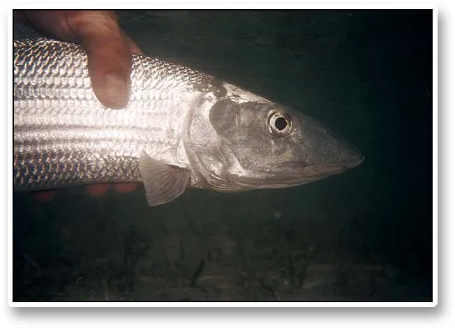 Bonefish closeup - A closer look at a decent bonefish. In the right light you see the mirror effect in the scales of the fish. This mirror effect is the reason for the fantastic camouflage of these fish: they simply reflect the color and pattern of the surroundnings!