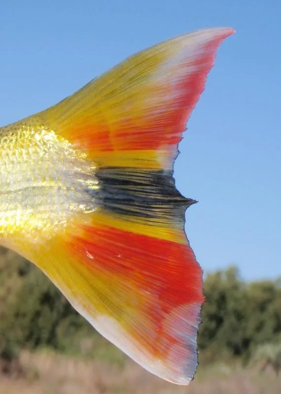 Color impression - The beautiful tail of a dorado