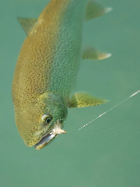 Sea run cutt - A sea run cutthroat of about 2-3 lbs. A beauty og a fish if we ever saw one!