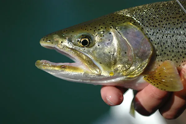 Sea run - This cutthroat has been to see and appears as silvery as the sea run browns from our home waters.