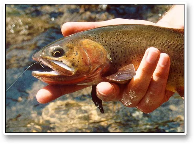 Cutt - Closeup picture of one of the many Cutthroat trout we caught in the Beartooth Mountains