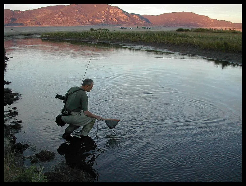 Just another one before sunset - It was tough leaving Dream Stream just as darkness fell. The evening was beautiful and the caddises started hatching in thousands immediately sparking an intense surface activity. But it was bitterly cold and we had a long drive before us.
