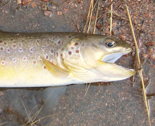 Deformed - This fish has been caught before and has lost its right upper lip of the jaw. It was fooled again by a #20 flashback RS2.