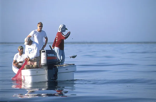 Hand lining - While the big boys strut their stuff and cast with 500 dollar rods, Diego Jr. handlines a few snappers with some lead and some bits of octopus. He caught about a fish a minute...