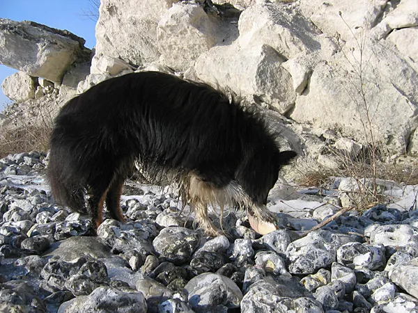Dog and bone - Divus found a bone on the beach, which he spent long hours chewing, burrying and digging up again. Yes, in those rocks!