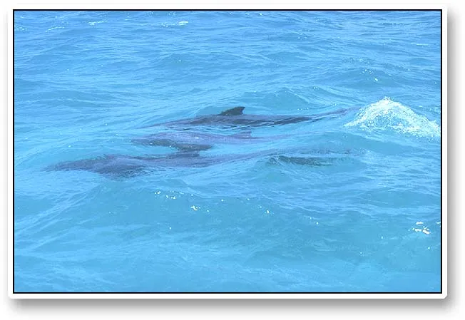 Dolphins - We saw dolphins on several occasions. This family of three were scared by the motor and the grown ups swam close to protect their offspring.