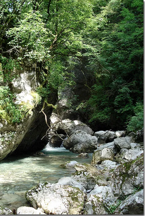 Mid-european jungle -