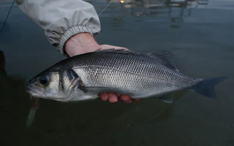 Harbor bass - Harbor bass turn dark after a prolonged stay, even brownish