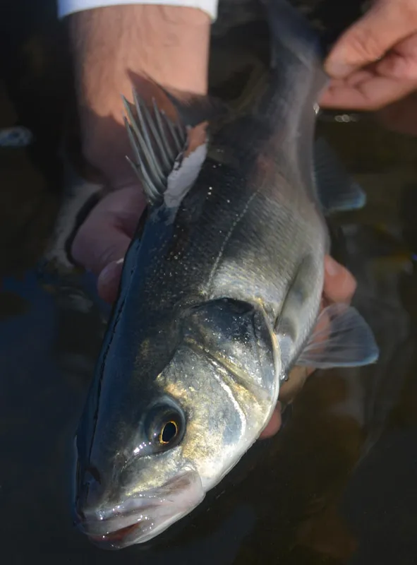 Visual hunters - Bass are visual hunters but their lateral line is also well developed