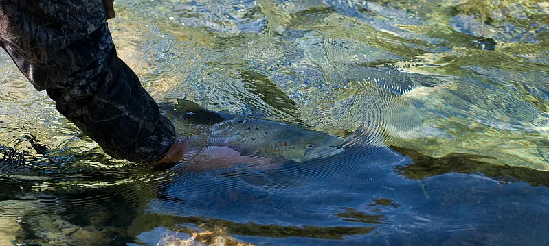 Supporting a tired salmon -