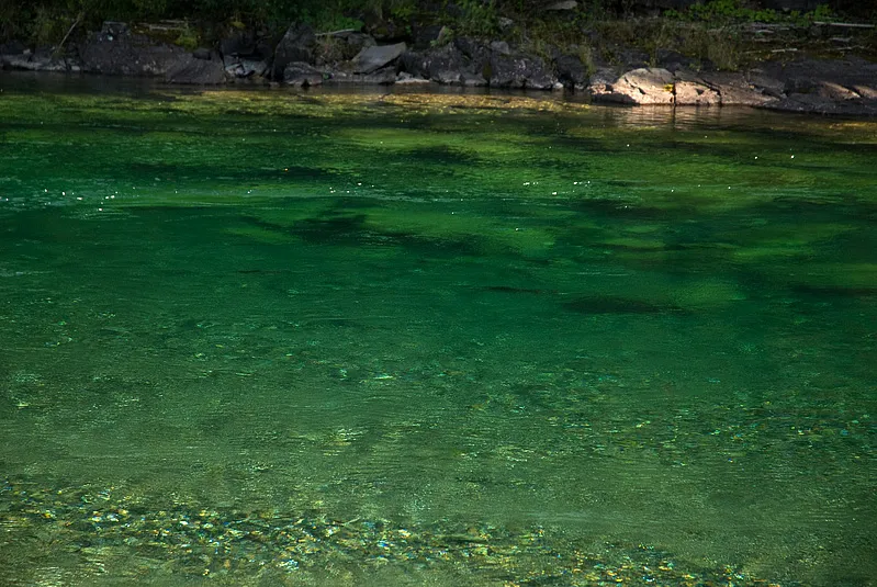 Pool Green - several salmons. The biggest close to one metre from nose to tail.