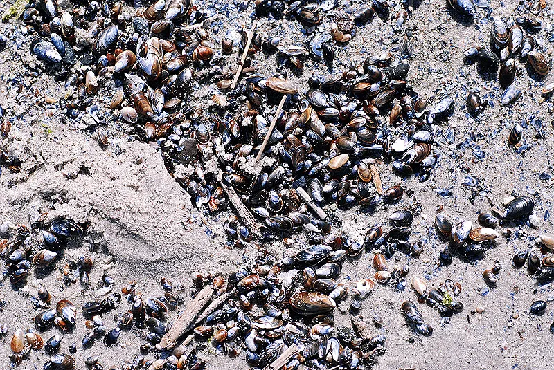 Mussels -