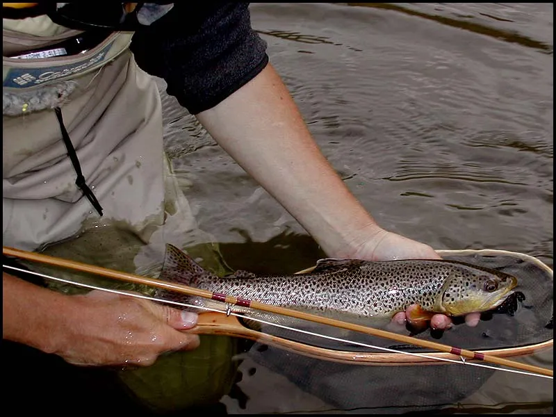 Arkansas brown - The Arkansas River offered plenty of fish in this size -- absolutely great fun on a small rod. And the fish took what we offered them from large hoppers and Madame X's to small Copper Johns.