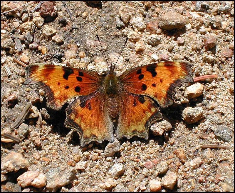 Butterfly - What Kasper caught during his Rocky Mountain lakes fishing