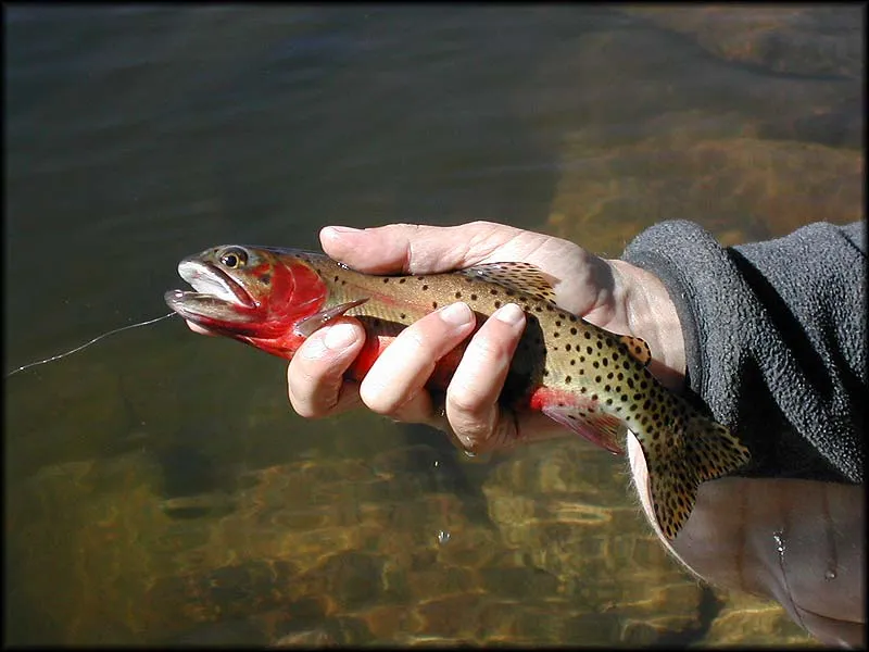 A red and green jewel - As red as they come, this Rocky Mountains greenback cutthroat is a prime example of the beauty of these small fish. Caught on a light rod with small flies, they present a high level of entertainment.