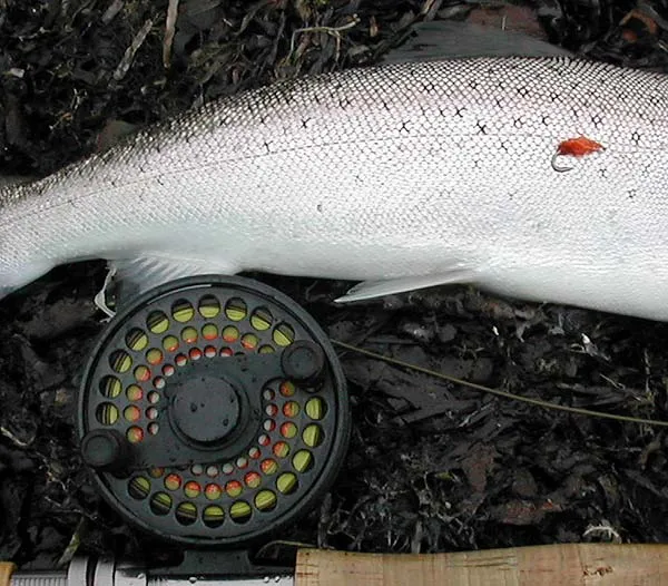 Side - The silvery side of a small sea run sea trout