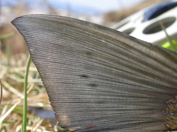 Verrigated - The fine pattern in the tail of a sea trout