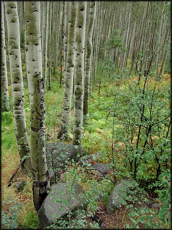 Aspen - On a cloudy, rainy September day this Aspen forrest looks like something out of a fairytale.