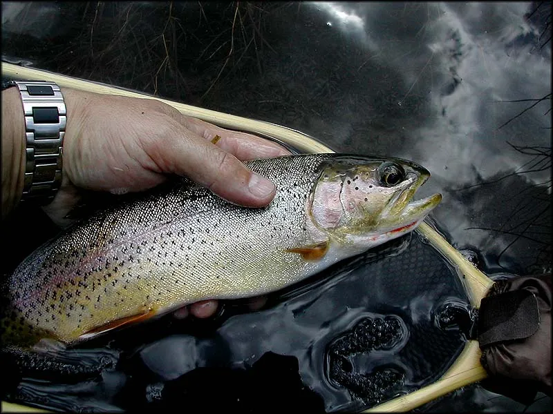 Frying Pan fish - Yet another one landed and released by Steve Schweitzer.