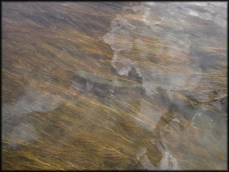 Now you see it - Often you don't see the fish right in front of you. This trout was neatly feeding a few feet just upstream from Martin and took the first fly he offered it -- when he first had spooked several fish further away.