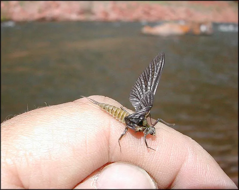 The cripple - Hatches of large mayflies are common on the Pan. Steve fished this cripple off the water - a tasty mouthful to any trout.