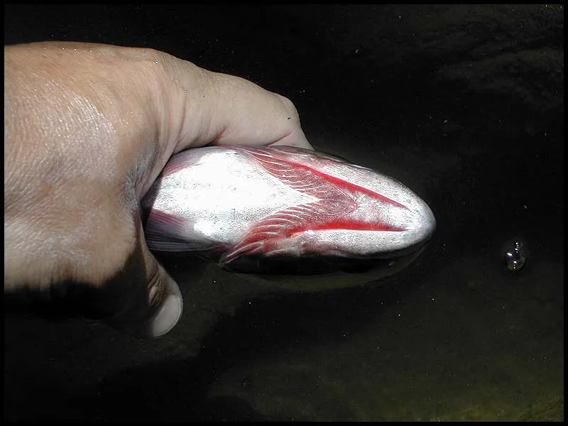 Why they're called cutthroats -