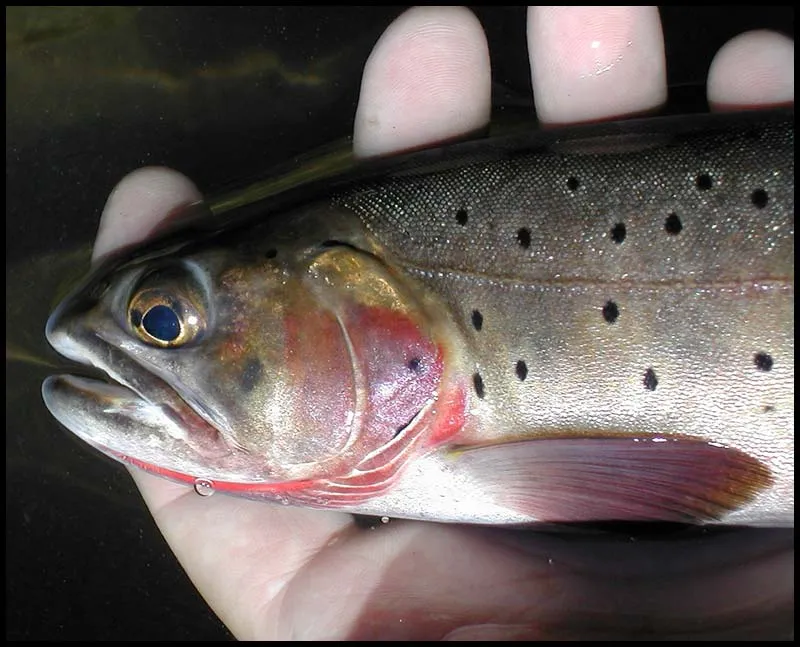 Greenback - The greenbacks are beautiful little creatures.