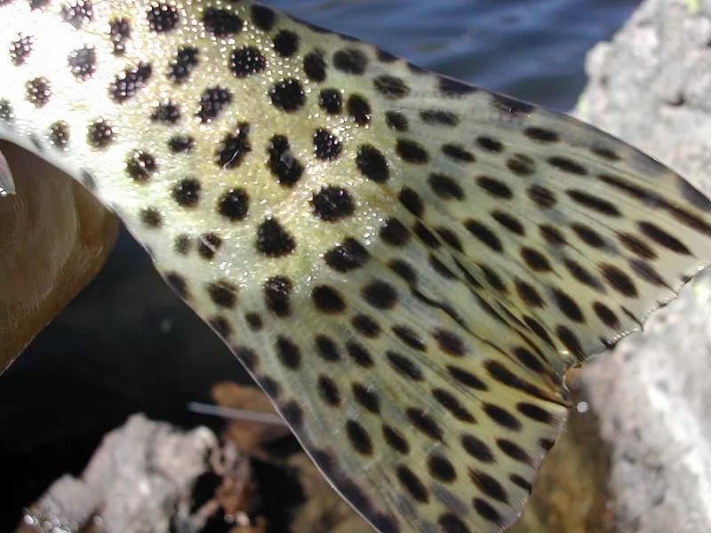 Cutt tail - The beautifully spotted tail of a greenback cutthroat.