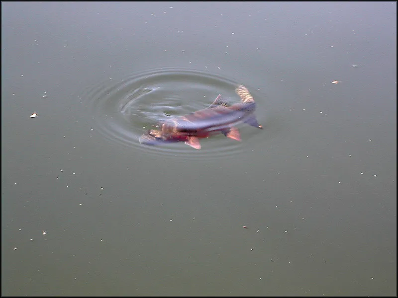 The ring of the rise - No doubt that these small Cutthroats take stuff on the surface.