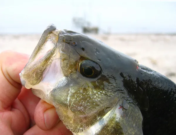 Coastal perch - Perch is a fresh water species, but does go into the salt sometimes