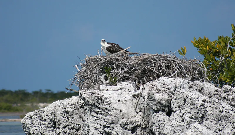 Eagle nesting -