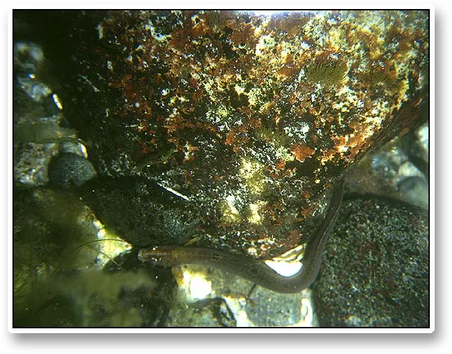 Small eel - A small eel