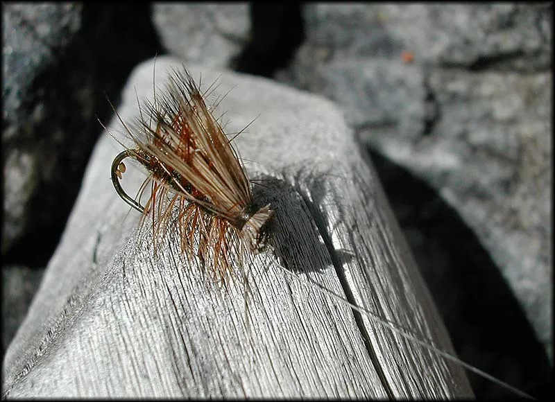 EHC - Al Troth's Elk Hair Caddis is an all time favorite on caddis streams.