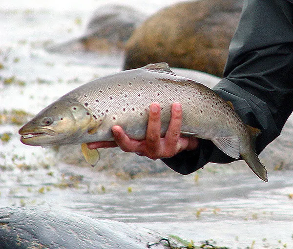 One hand - The one hand grip can be done for a few moments with a live fish, but is of course easier with a keeper.