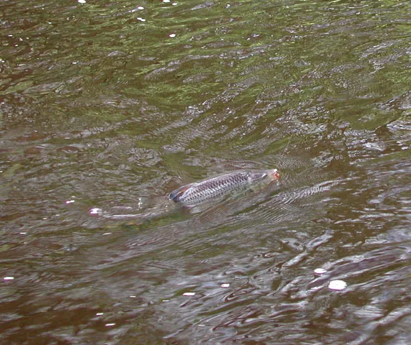 Ready - The last bit of energy is spent avoiding the net. No danger there, Mr. Chubby, you are going back again anyway.