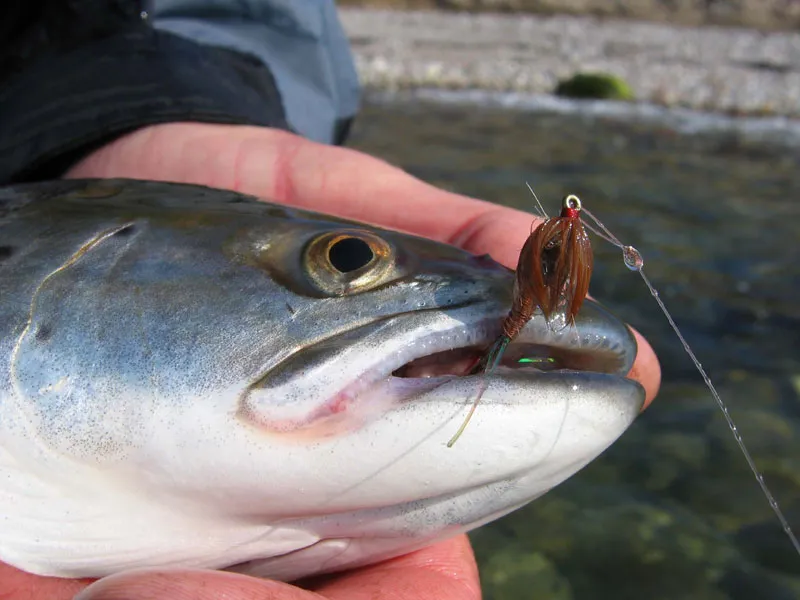 Natural colors - The large hackle on the fly collapses when it's wet, but is bushy enough to move some water.